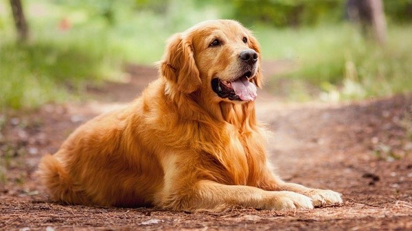 cane